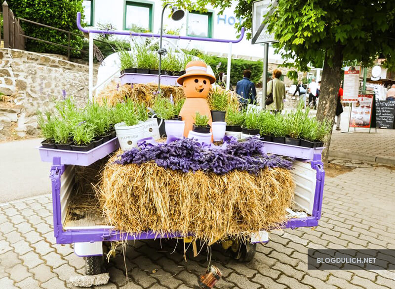 Mùa hoa oải hương ở Hungary